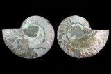 Cut & Polished Ammonite Fossil - Crystal Lined Chambers #78564-1